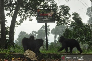 Kera Hitam Sulawesi
