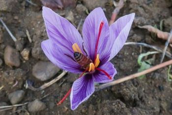 Berikut manfaat saffron untuk kesehatan kulit di musim kemarau