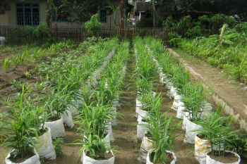 Masyarakat OKU Timur manfaatkan limbah kardus semen untuk  tanam sayur