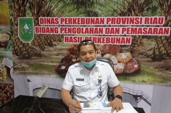 Harga sawit Riau naik Rp15,68/Kg