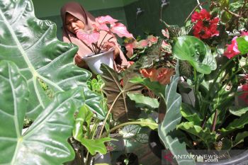 Upaya Kementan pacu inovasi tanaman hias