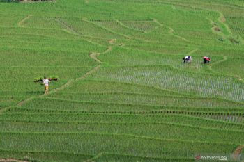 Membangun ekosistem pertanian padi