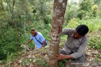 Awas...!, Ada beruang madu muncul di jalur wisata Kelok 44 Agam