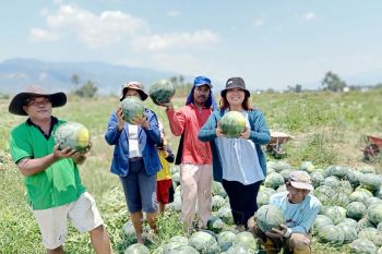 Mercy Corps  bantu petani Sigi dapat air pertanian