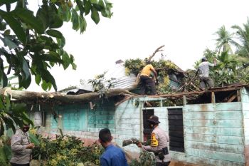 Hujan deras disertai angin kencang, rumah warga Alai ini rusak tertimpa pohon
