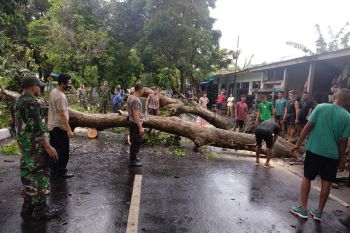 Disperkim: Pohon tumbang di Kota Mataram akibat akar tidak kuat