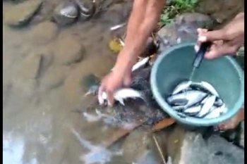 Diduga tercemar limbah, ratusan ikan di Sungai Elo Temanggung mati