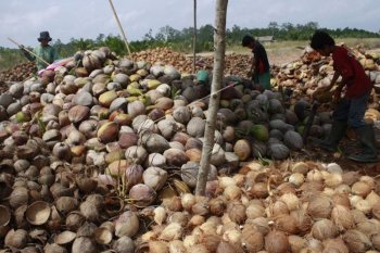 Ekspor komoditas kelapa Sumatera Selatan melejit