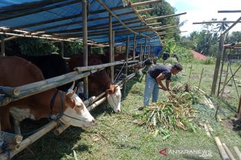 DP3 Sleman bersama relawan siap bantu pakan ternak pengungsi