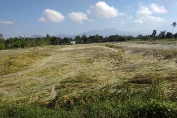 6,75 Hektare padi di Mataram rebah diterjang puting beliung