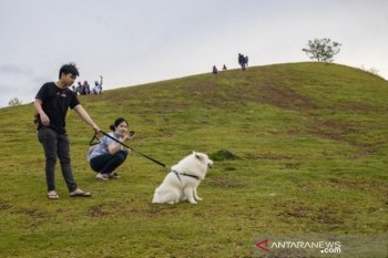Wisata di Bukit Satu Pohon di Sigi