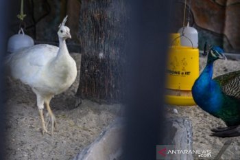 Penangkaran burung merak di Palu