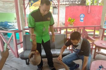 LP3L OKU serahkan temuan sepasang  Trenggiling ke BKSDA