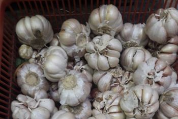 Peneliti CIPS: Pemerintah perlu pertimbangkan opsi impor bawang putih