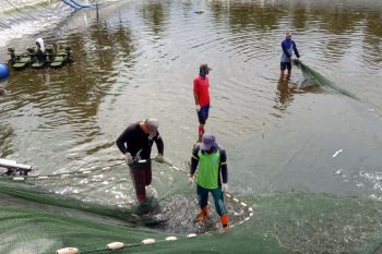 Shrimp Club Indonesia (SCI) sambut baik putusan MA bebaskan petambak udang