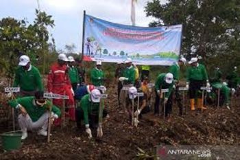 Warga tanam bibit mangrove dengan teknik klaster di perairan Nusakambangan