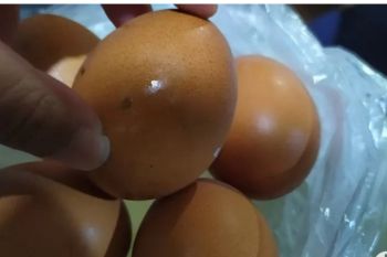 DPKH catat Lampung alami surplus telur ayam sebanyak 200 ton