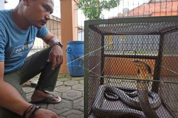 BKSDA Banten Amankan Ular King Kobra