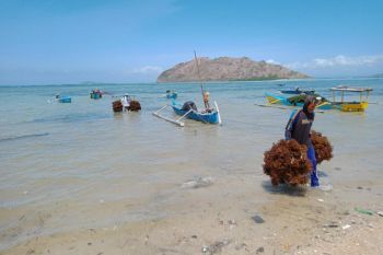 PLN salurkan bantuan sarana budi daya rumput laut kepada nelayan di KSB