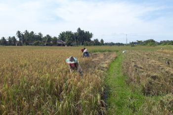 75,25 hektare sawah di Pariaman diserang hama wereng, petani gagal panen