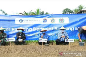 Pemkot Tarakan laksanakan penanaman demplot bawang merah