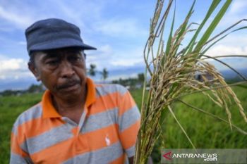 Pemprov Sulteng imbau petani  tidak tergantung saprodi subsidi
