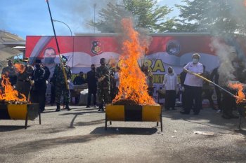 Polda musnahkan ratusan kilogram ganja hasil pengungkapan kasus di Sumbar