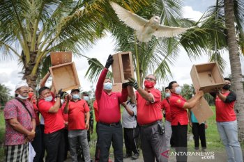 Bupati Gianyar lepasliarkan delapan burung hantu atasi hama tikus