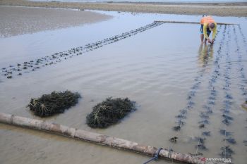 Bantuan bibit rumput laut