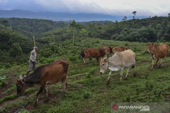 Agrowisata mini Ranch sapi Pasundan