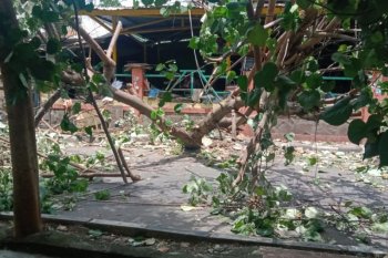 Belasan pohon di Kota Mataram tumbang akibat angin kencang