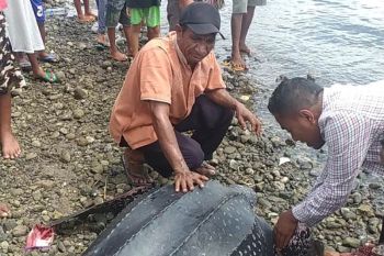 Nelayan Alor selamatkan penyu langka