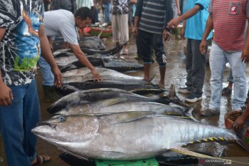 SKIPM: Pengiriman hasil perikanan domestik dari Padang pada Januari 2021 capai Rp19,08 miliar