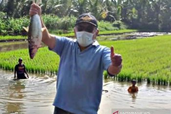 Petani di Buol gunakan sistem mina padi budidaya padi-ikan