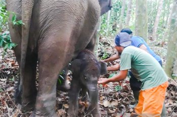 Bayi Gajah Lisa TNTN menunggu diberi nama, begini sebabnya
