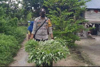 Bhabinkamtibmas Buton Tengah bagikan sayuran hasil panen kepada warga