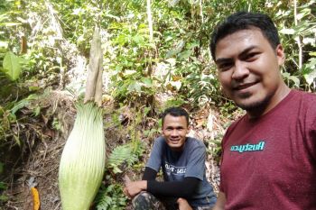 A corpse flower grows in resident's oil palm plantation in Agam