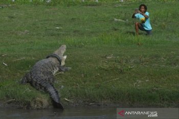 Warga memotret buaya terjerat ban di Palu