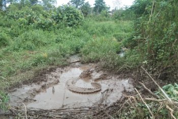 Buaya besar hebohkan warga  Tanjungpinang