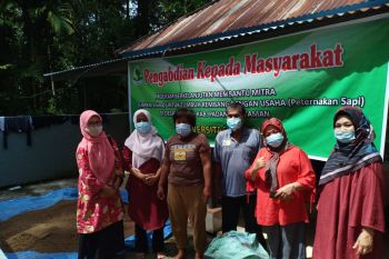 Program berkelanjutan bantu penggemukan sapi mitra UMKM Elvina di Padang Pariaman.