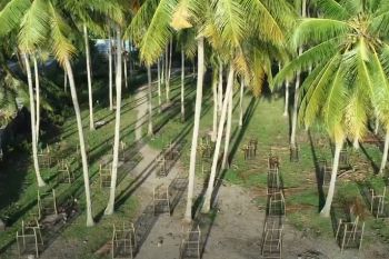 KKP tanami ribuan vegetasi di Palu antisipasi tsunami