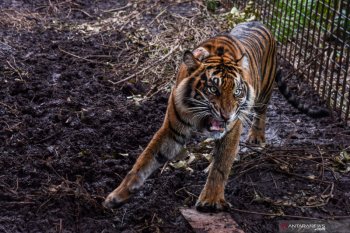 Auumm..Harimau Corina dilepasliarkan di Semenanjung Kampar
