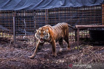 Akhirnya harimau Corina dilepasliarkan