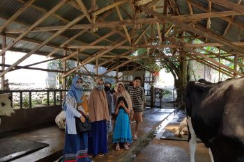 Tim Faterna Unand bantu pengembangan usaha sapi perah di Padang