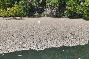 Penyebab matinya ikan di Raja Ampat belum diketahui