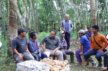 Pemkab Muba dorong  petani gunakan aplikasi daring pasarkan bokar