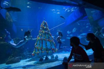 Pertujukan Bawah Air Sambut Libur Natal Dan Tahun Baru