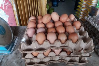 Jelang Natal dan tahun baru, harga telur di Bandarlampung naik