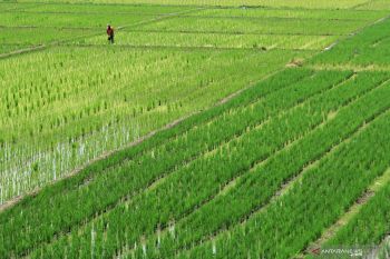 BRIN kembangkan teknologi biostimulan dalam meningkatkan hasil pertanian