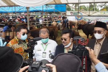 Sulsel pasok bibit sapi ke sejumlah provinsi